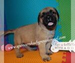 Image preview for Ad Listing. Nickname: Litter of 10