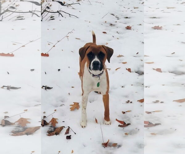 Medium Photo #3 Boxer-Unknown Mix Puppy For Sale in Genesee, WI, USA