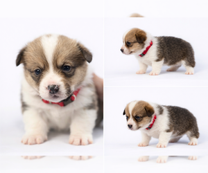 Medium Pembroke Welsh Corgi
