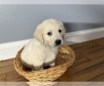 Small Photo #3 Golden Retriever Puppy For Sale in BENNINGTON, NE, USA