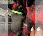 Small Photo #10 Great Dane Puppy For Sale in TEMECULA, CA, USA