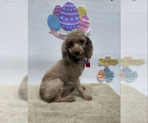 Poodle (Miniature) Dogs for adoption in Mukwonago, WI, USA
