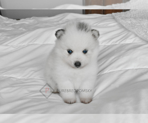 Pomsky Puppy for sale in KANSAS CITY, MO, USA