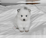 Small Pomsky