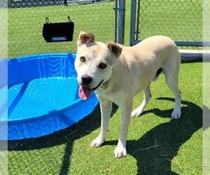 Labrador Retriever-Unknown Mix Dogs for adoption in Grand Prairie, TX, USA