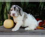 Small #3 Labradoodle