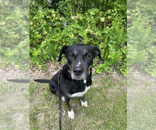 Medium Photo #4 Labrador Retriever-Unknown Mix Puppy For Sale in Linton, IN, USA