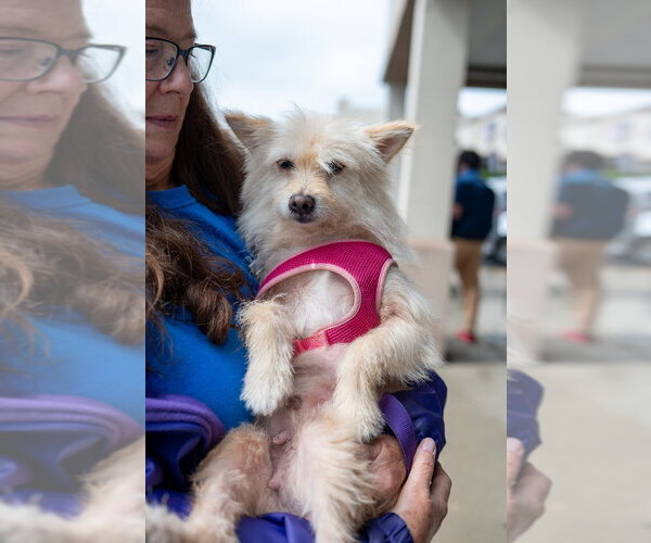 Medium Photo #2 Mutt Puppy For Sale in Mundelein, IL, USA