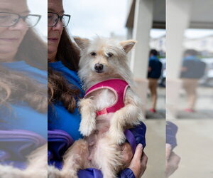 Sweetie Pie - Female Mutt Dog for Adoption - Photo #2