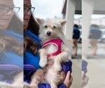 Small Photo #2 Mutt Puppy For Sale in Mundelein, IL, USA