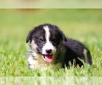 Puppy Jazz Pembroke Welsh Corgi