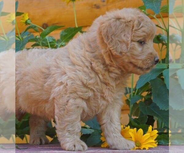 Medium Photo #3 Goldendoodle (Miniature) Puppy For Sale in WITHEE, WI, USA