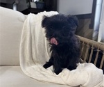 Small #13 YorkiePoo