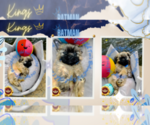 Small Photo #9 Shih Tzu Puppy For Sale in ATHENS, GA, USA