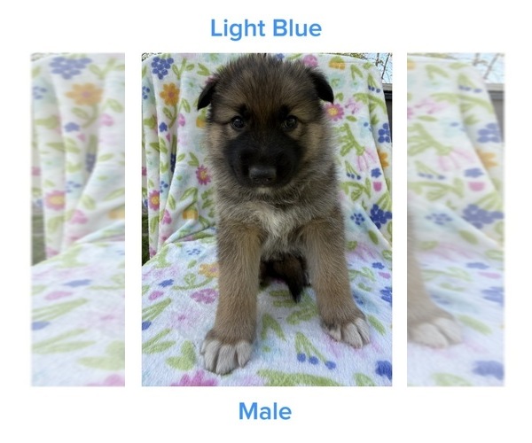 Medium Photo #1 Gerberian Shepsky Puppy For Sale in LANSING, MI, USA