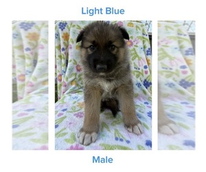 Medium Gerberian Shepsky