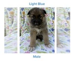 Puppy Blue Gerberian Shepsky