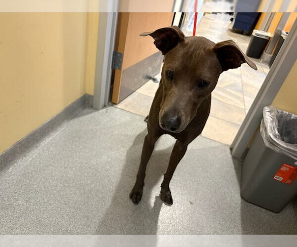 Medium Photo #1 Greyhound-Unknown Mix Puppy For Sale in Orange, CA, USA