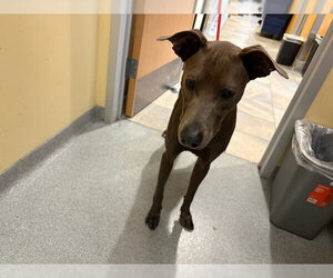 Greyhound-Unknown Mix Dogs for adoption in Orange, CA, USA