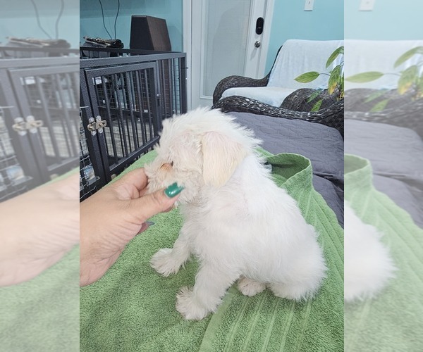 Medium Photo #3 Schnauzer (Miniature) Puppy For Sale in CHESAPEAKE, VA, USA