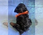Small Photo #29 Cock-A-Poo-Cockapoo Mix Puppy For Sale in LOVELAND, CO, USA