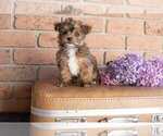 Puppy 4 Morkie-Poodle (Miniature) Mix