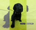 Puppy Smokey Labrador Retriever