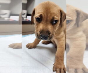 Labrador Retriever-Unknown Mix Dogs for adoption in Houston, TX, USA