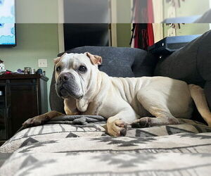 Chinese Shar-Pei-Unknown Mix Dogs for adoption in Ocala, FL, USA