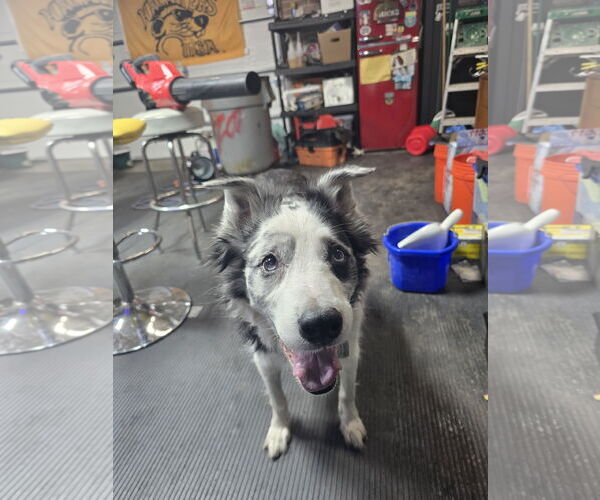 Medium Photo #9 Collie-Unknown Mix Puppy For Sale in St. Cloud, MN, USA