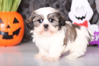 Coton Tzu Puppy for sale in MOUNT VERNON, OH, USA
