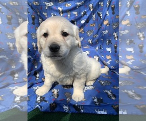 English Cream Golden Retriever Puppy for sale in DEARBORN, MO, USA