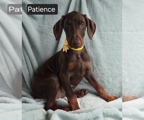 Medium Photo #2 Doberman Pinscher Puppy For Sale in POMEROY, OH, USA