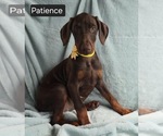 Small #1 Doberman Pinscher