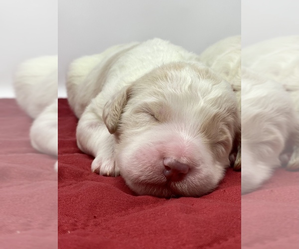 Medium Photo #13 Goldendoodle Puppy For Sale in WHITE PLAINS, MD, USA