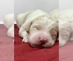 Small Photo #13 Goldendoodle Puppy For Sale in WHITE PLAINS, MD, USA