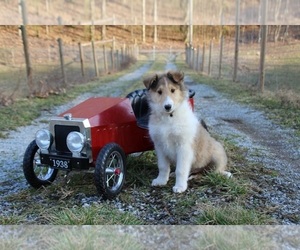 Collie Puppy for sale in KINGSPORT, TN, USA