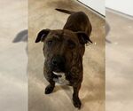 Small #4 American Pit Bull Terrier Mix