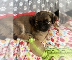 Small Photo #3 ShiChi Puppy For Sale in SPRING HILL, TN, USA