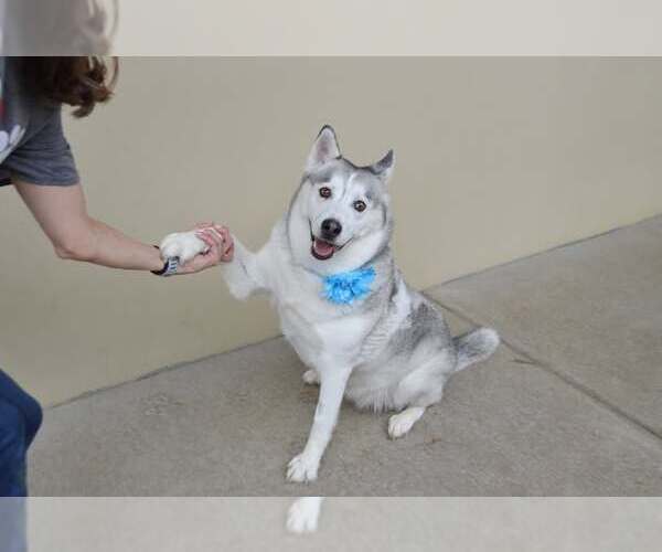 Medium Photo #1 Siberian Husky-Unknown Mix Puppy For Sale in McKinney, TX, USA