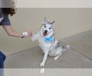 Siberian Husky-Unknown Mix Dogs for adoption in McKinney, TX, USA