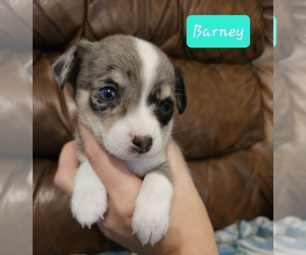 Medium Photo #1 Chizer Puppy For Sale in MONTEZUMA, GA, USA