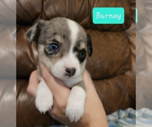 Chizer Puppy for sale in MONTEZUMA, GA, USA