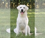 Small Photo #1 Labrador Retriever Puppy For Sale in SYRACUSE, IN, USA