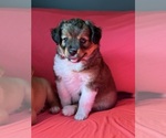 Small #6 Mini Australian Shepterrier