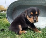 Puppy 7 Bernese Mountain Dog-English Cream Golden Retriever Mix