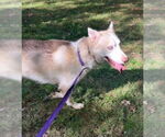 Small #2 Siberian Husky