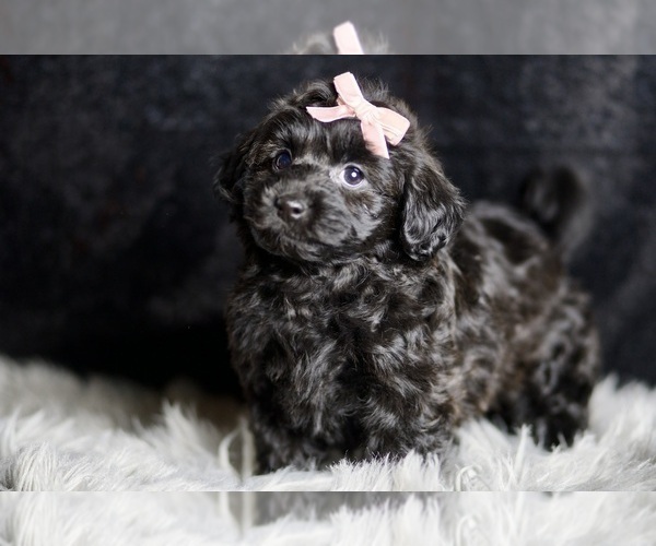Medium Photo #5 YorkiePoo Puppy For Sale in WARSAW, IN, USA