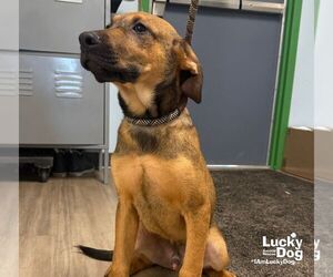 Mutt Dogs for adoption in Washington, DC, USA