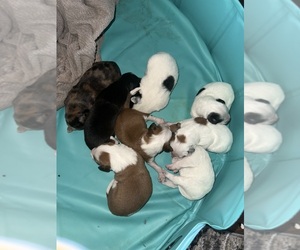 Bernedoodle-Miniature Australian Shepherd Mix Litter for sale in JONES, OK, USA